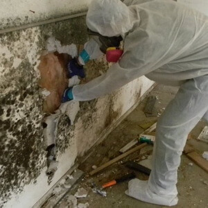A person doing mold cleaning and damage restoration